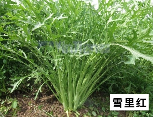 这种花一株也不能种！杭州有人被抓