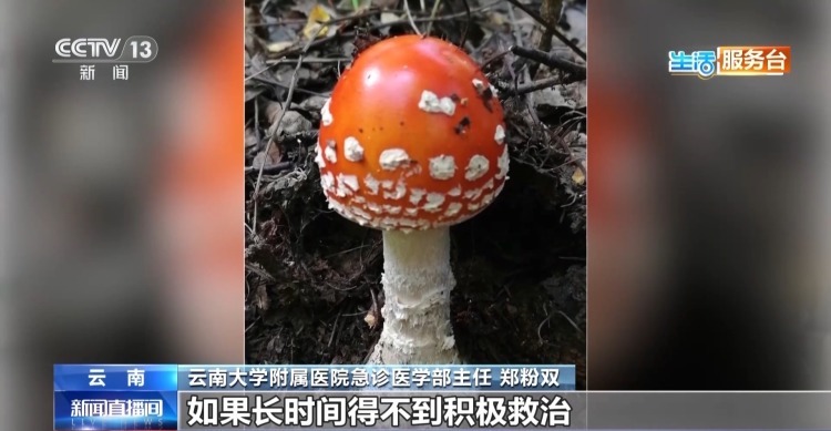 尝鲜需谨慎 这些有毒野生菌千万别乱采乱吃