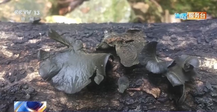 尝鲜需谨慎 这些有毒野生菌千万别乱采乱吃
