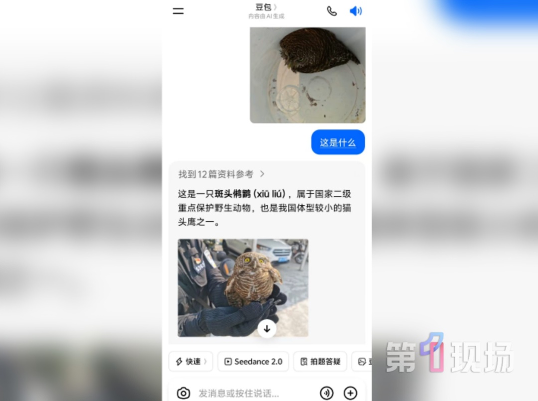 深圳一公园惊现受伤猫头鹰，暖心市民接力救助