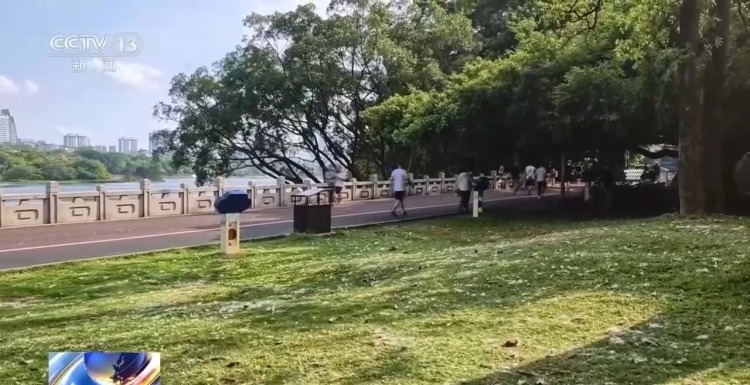 木棉絮无毒但易引发过敏 这个时段是飘絮高峰期