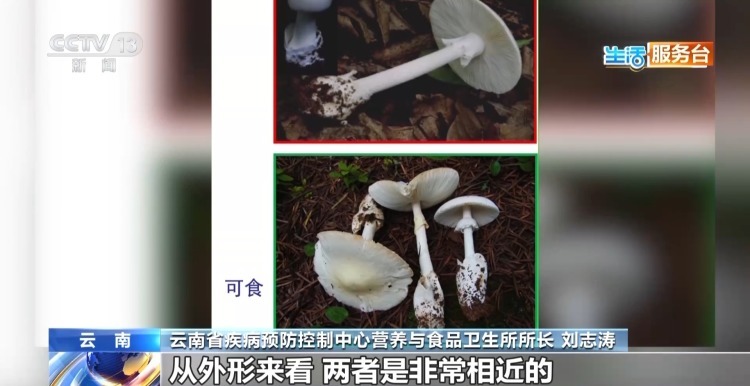 尝鲜需谨慎 这些有毒野生菌千万别乱采乱吃