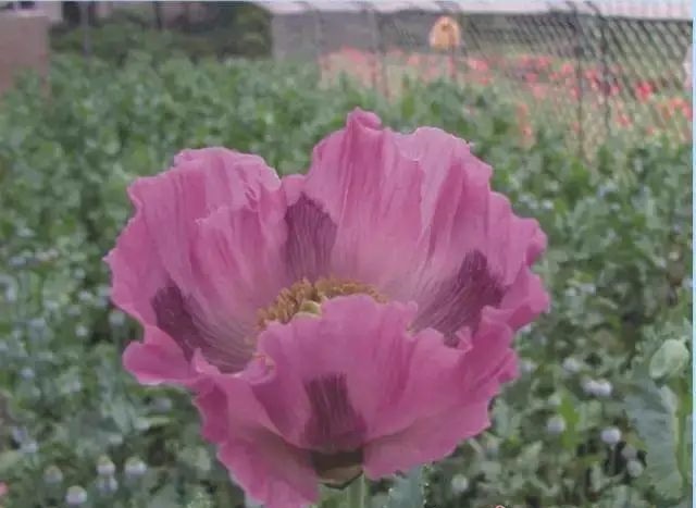 这种花一株也不能种！杭州有人被抓