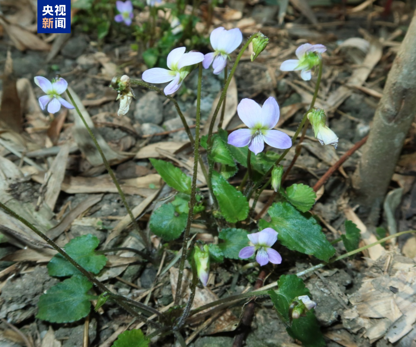 广西猫儿山发现堇菜属新物种“越岭堇菜” 广西猫儿山发现堇菜属新物种“越岭堇菜”