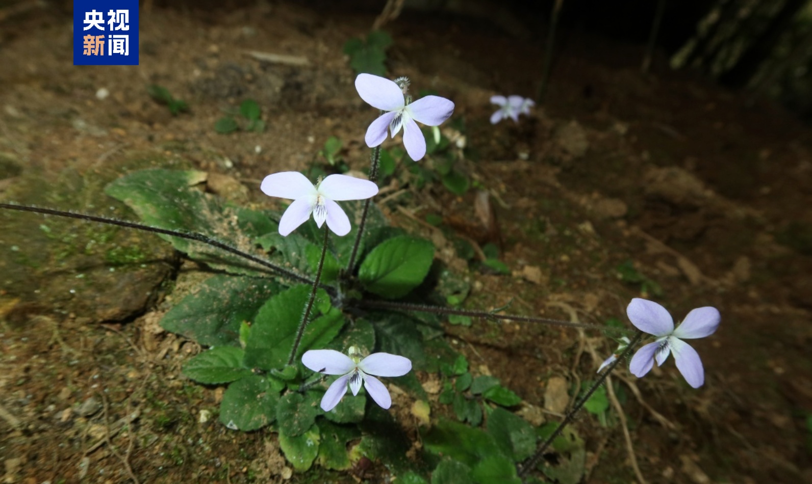 广西猫儿山发现堇菜属新物种“越岭堇菜” 广西猫儿山发现堇菜属新物种“越岭堇菜”
