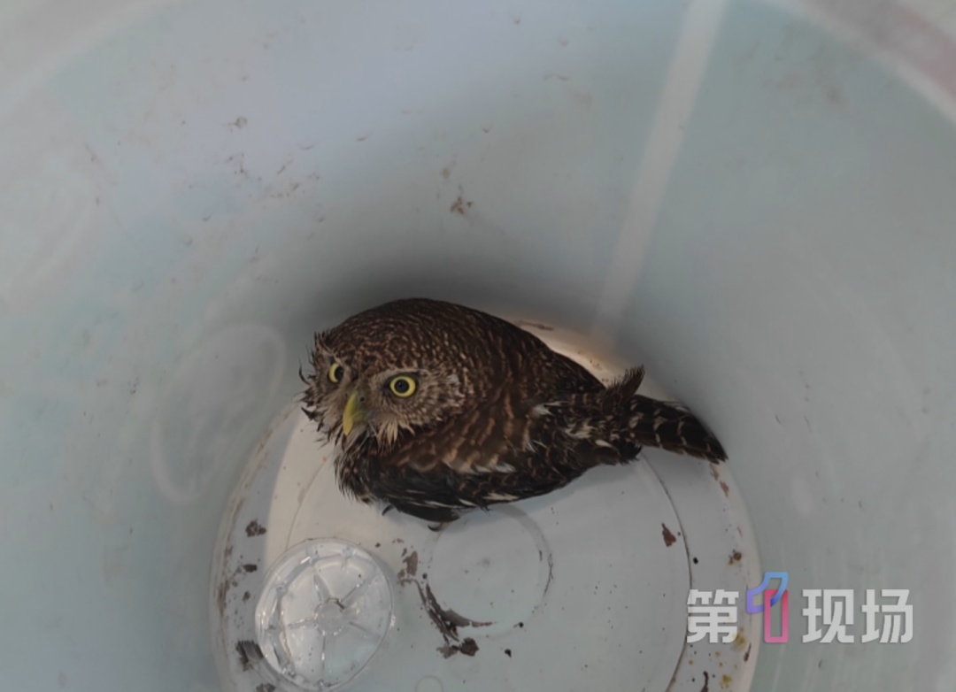 深圳一公园惊现受伤猫头鹰，暖心市民接力救助