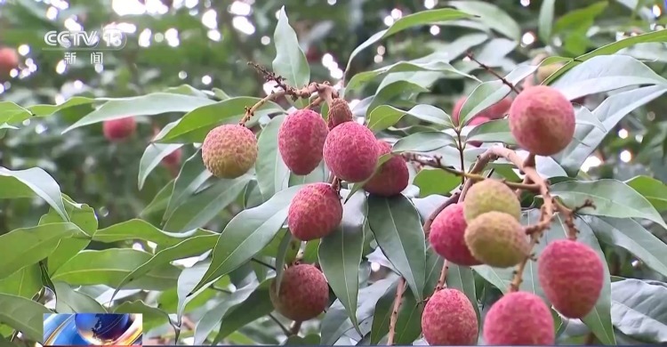 夏季鲜果大量上市 挑选有诀窍