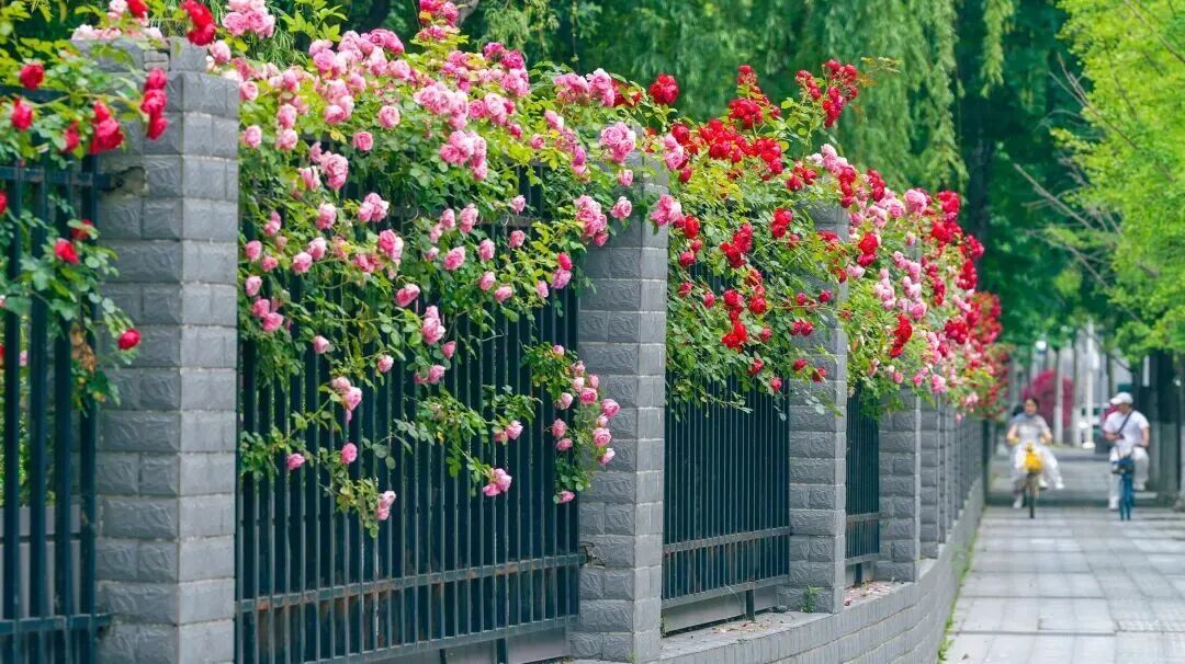 武汉2万米临街花墙绽放鲜花！“坐在家里都能闻到”