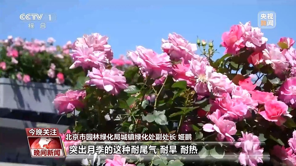 遇见“一路繁花” 多地赏花经济活力旺