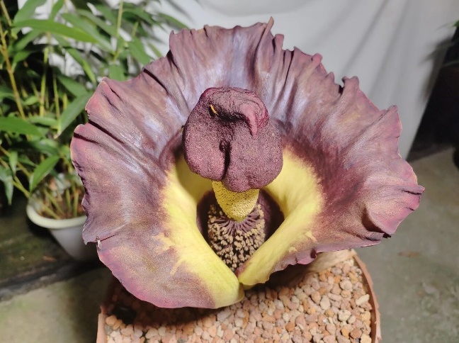 “短时间内释放出腐肉般的恶臭”，广州一神奇植物时隔4年再次开花，华南植物园：花期只有5天