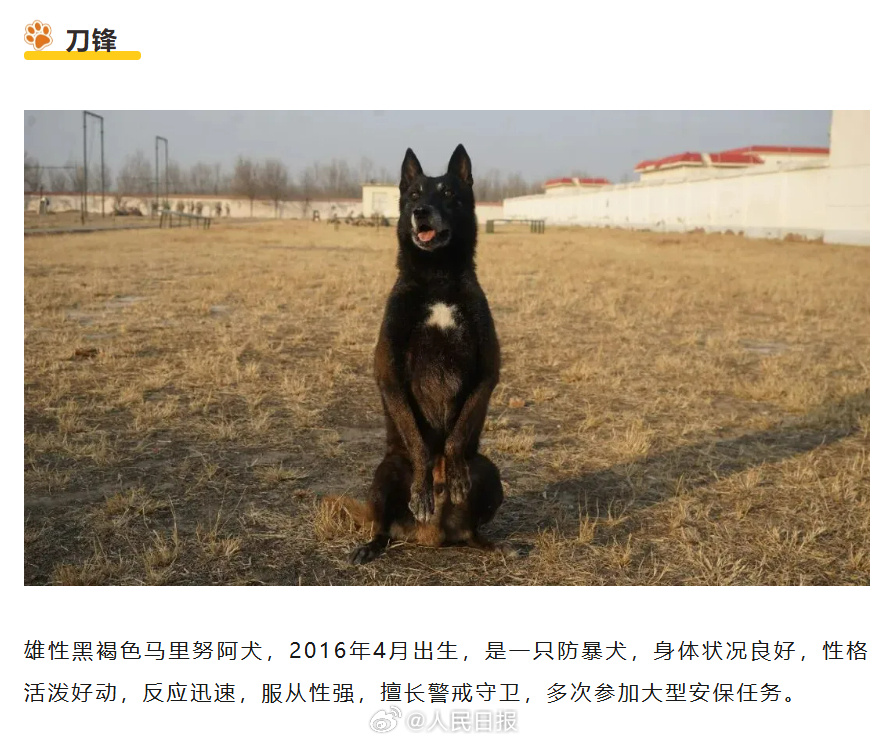 转扩！为6只退役军犬找个新家