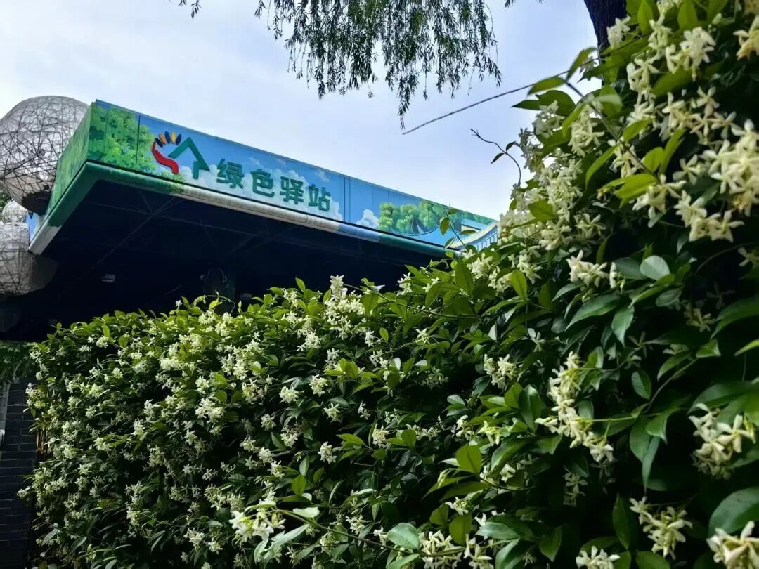 武汉2万米临街花墙绽放鲜花！“坐在家里都能闻到”