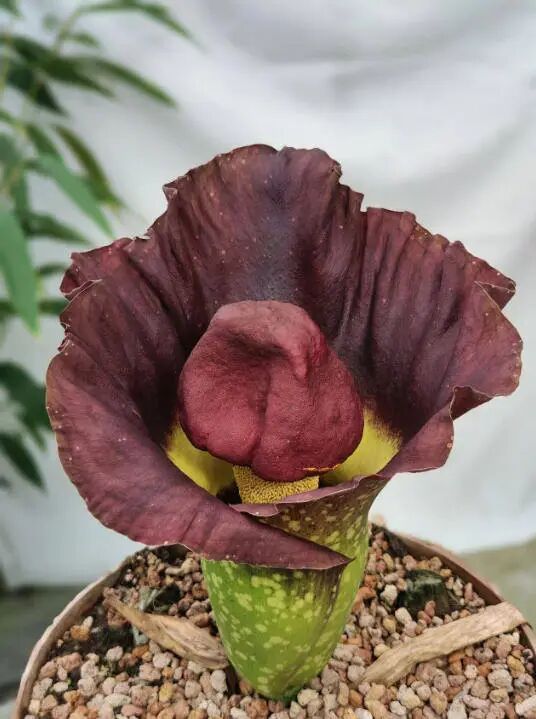“短时间内释放出腐肉般的恶臭”，广州一神奇植物时隔4年再次开花，华南植物园：花期只有5天
