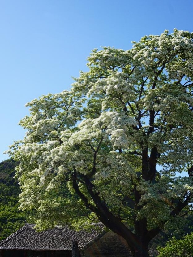 解锁“五月飞雪”盛景！北京密云580年古流苏迎来最美花期