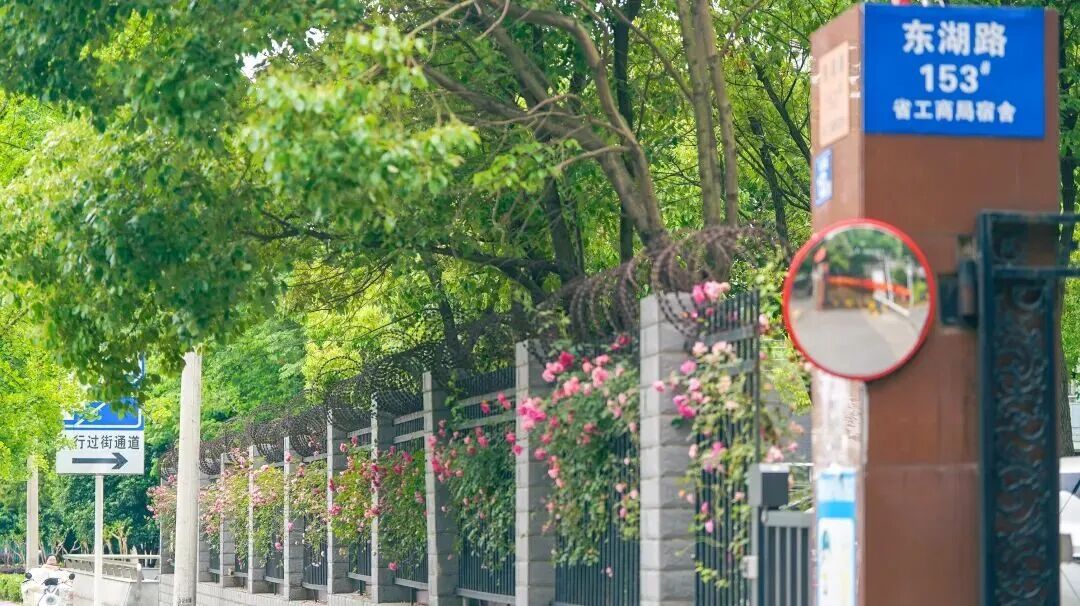 武汉2万米临街花墙绽放鲜花！“坐在家里都能闻到”