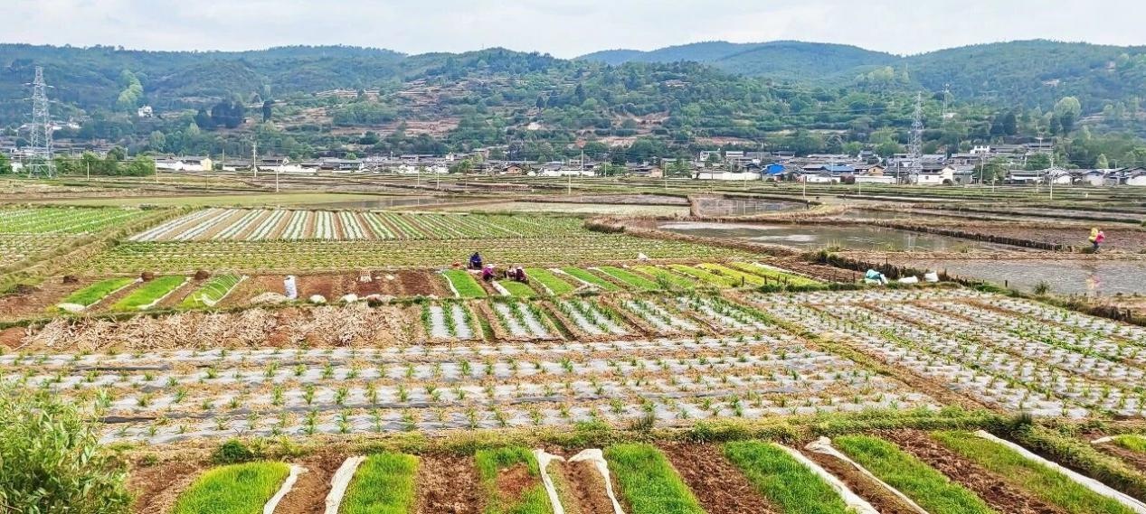 一季度总产值超19亿元 丽江农业经济发展势头强劲 一季度总产值超19亿元 丽江农业经济发展势头强劲