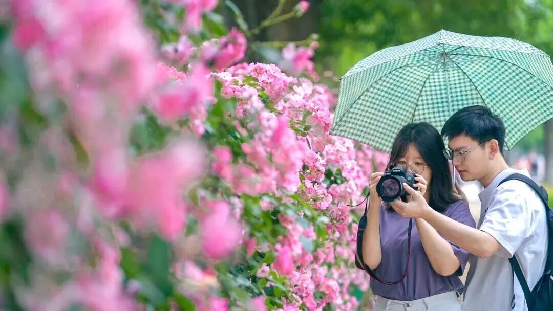 武汉2万米临街花墙绽放鲜花！“坐在家里都能闻到”