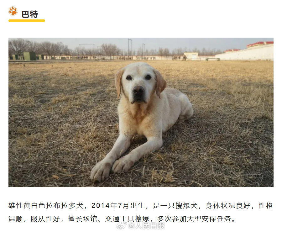 转扩！为6只退役军犬找个新家