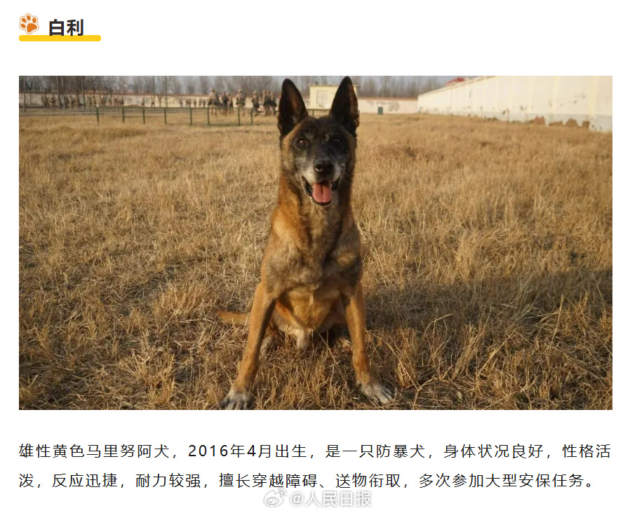 转扩！为6只退役军犬找个新家
