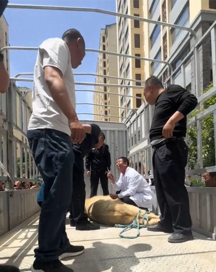羚牛突闯甘肃天水居民小区，当地林草部门：山里都少见，第一次在市区遇见