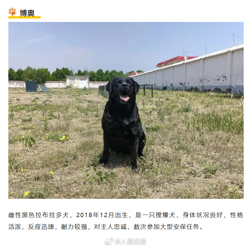 转扩！为6只退役军犬找个新家