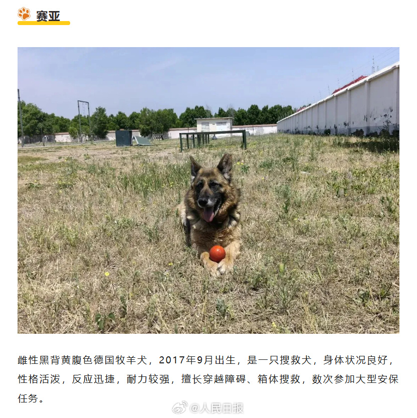 转扩！为6只退役军犬找个新家