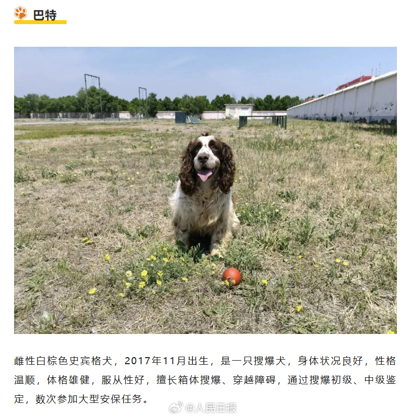 转扩！为6只退役军犬找个新家