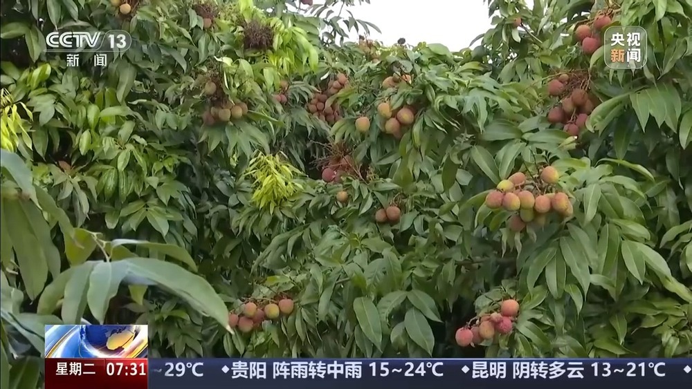 24小时从田间“跑”到货轮 海南荔枝来了场“接力赛”