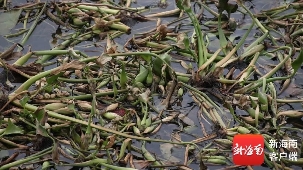 大量腐烂、异味扰民……海口北港岛水葫芦泛滥，专家建议→