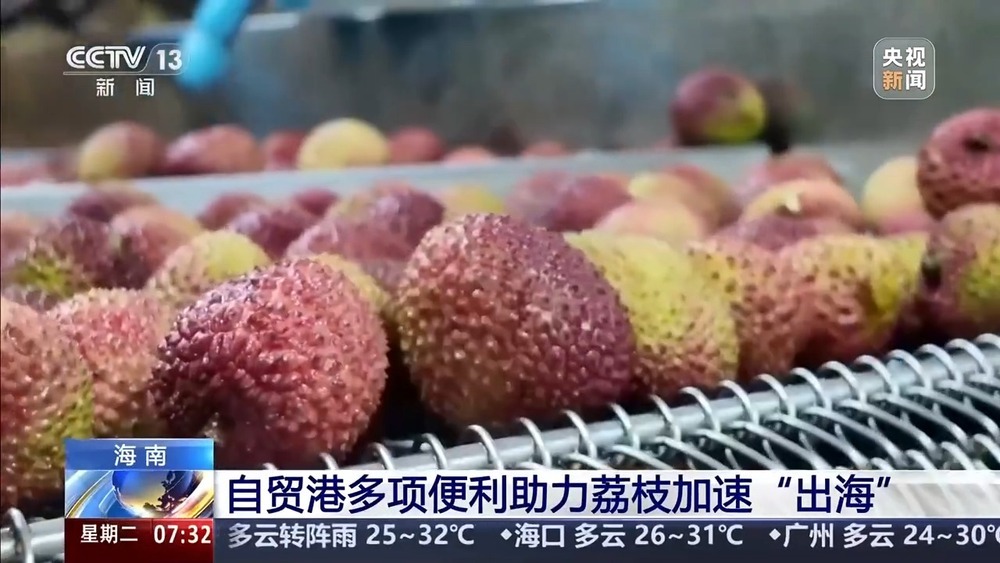 24小时从田间“跑”到货轮 海南荔枝来了场“接力赛”