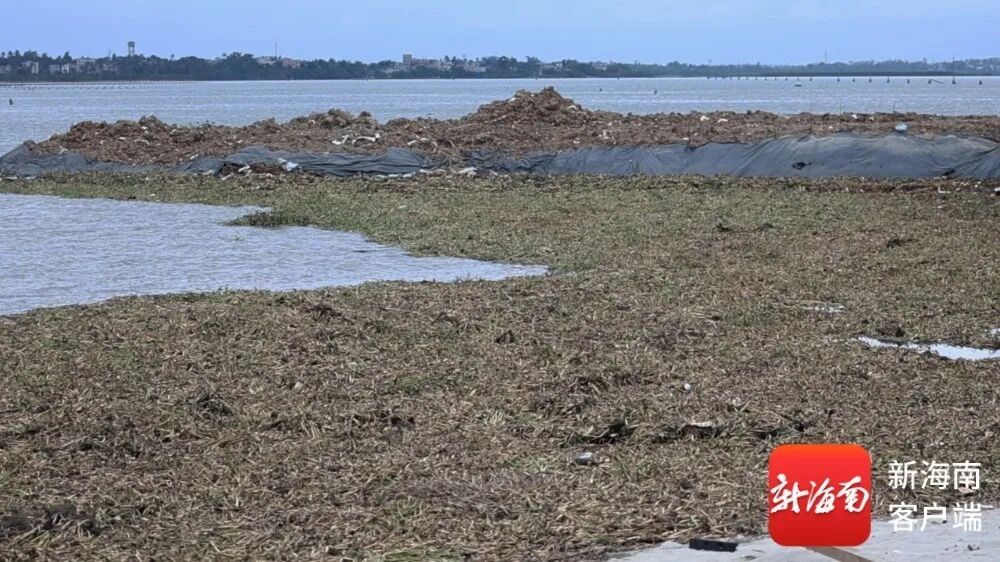 大量腐烂、异味扰民……海口北港岛水葫芦泛滥，专家建议→