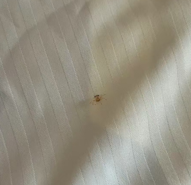 活体螃蟹从耳道爬出！男子在三亚游泳耳朵现闷堵感，用手一接惊呆了