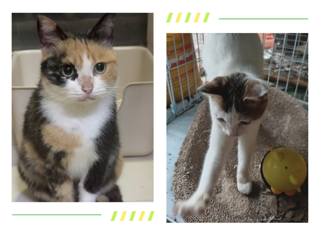 弄丢了免费领养的猫，上海小伙被判赔3000元！法官提醒：免费≠免责