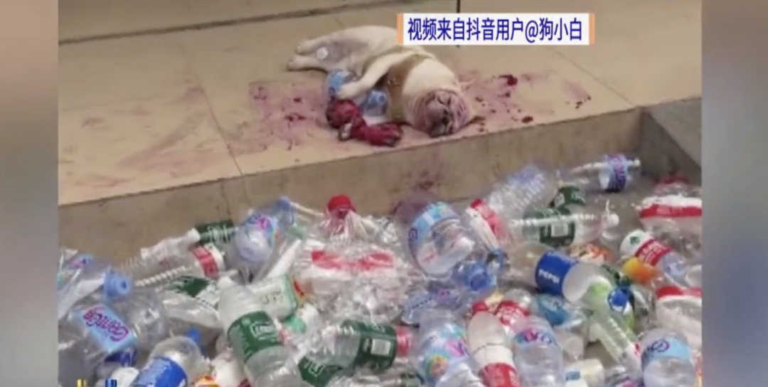 靠捡瓶子赚10万元的小狗，被“毒狗群”盯上！警方已正式介入