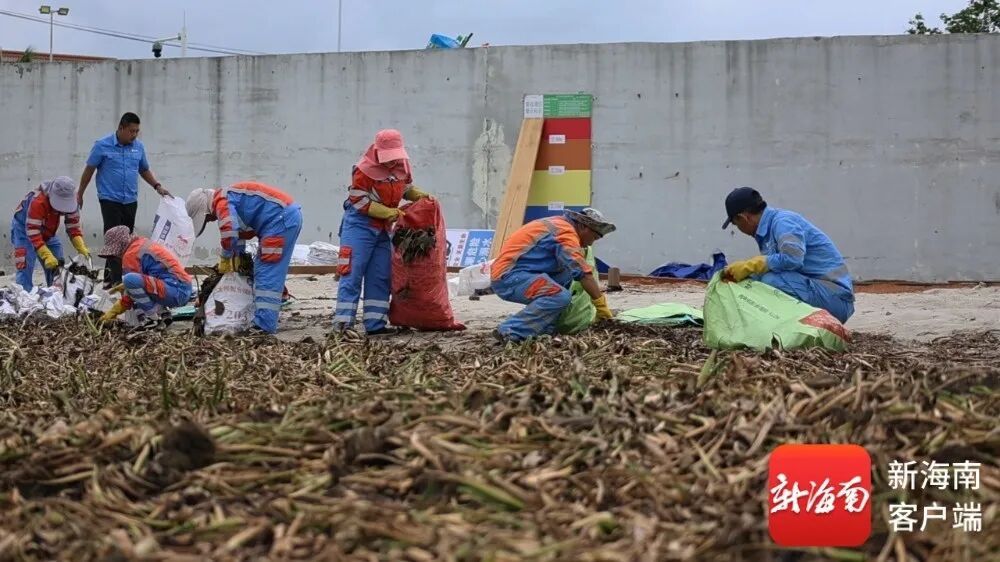 大量腐烂、异味扰民……海口北港岛水葫芦泛滥，专家建议→