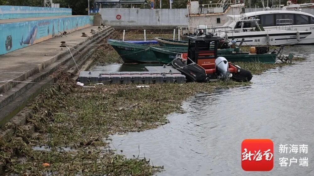 大量腐烂、异味扰民……海口北港岛水葫芦泛滥，专家建议→
