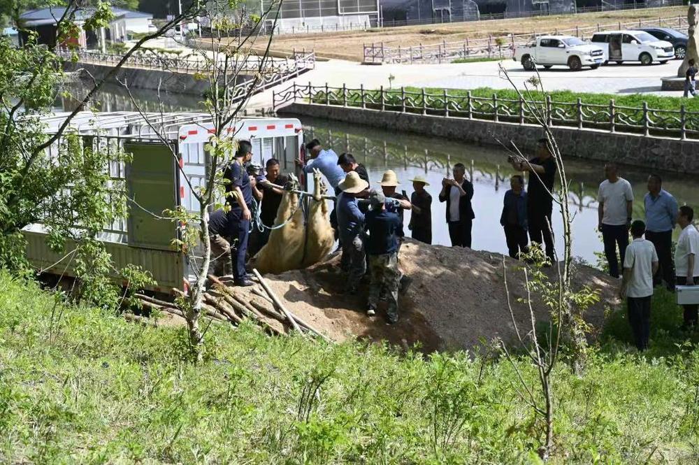250公斤濒危珍兽羚牛下山进城,当地如何安全处置 250公斤濒危珍兽羚牛下山进城,当地如何安全处置