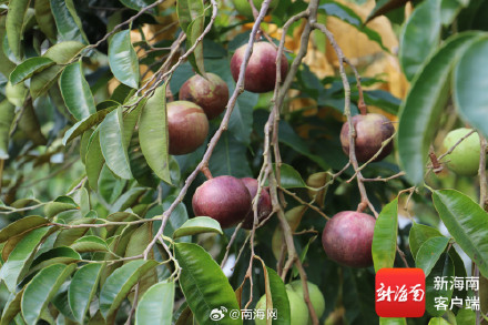 三亚首次成功规模化试种牛奶果