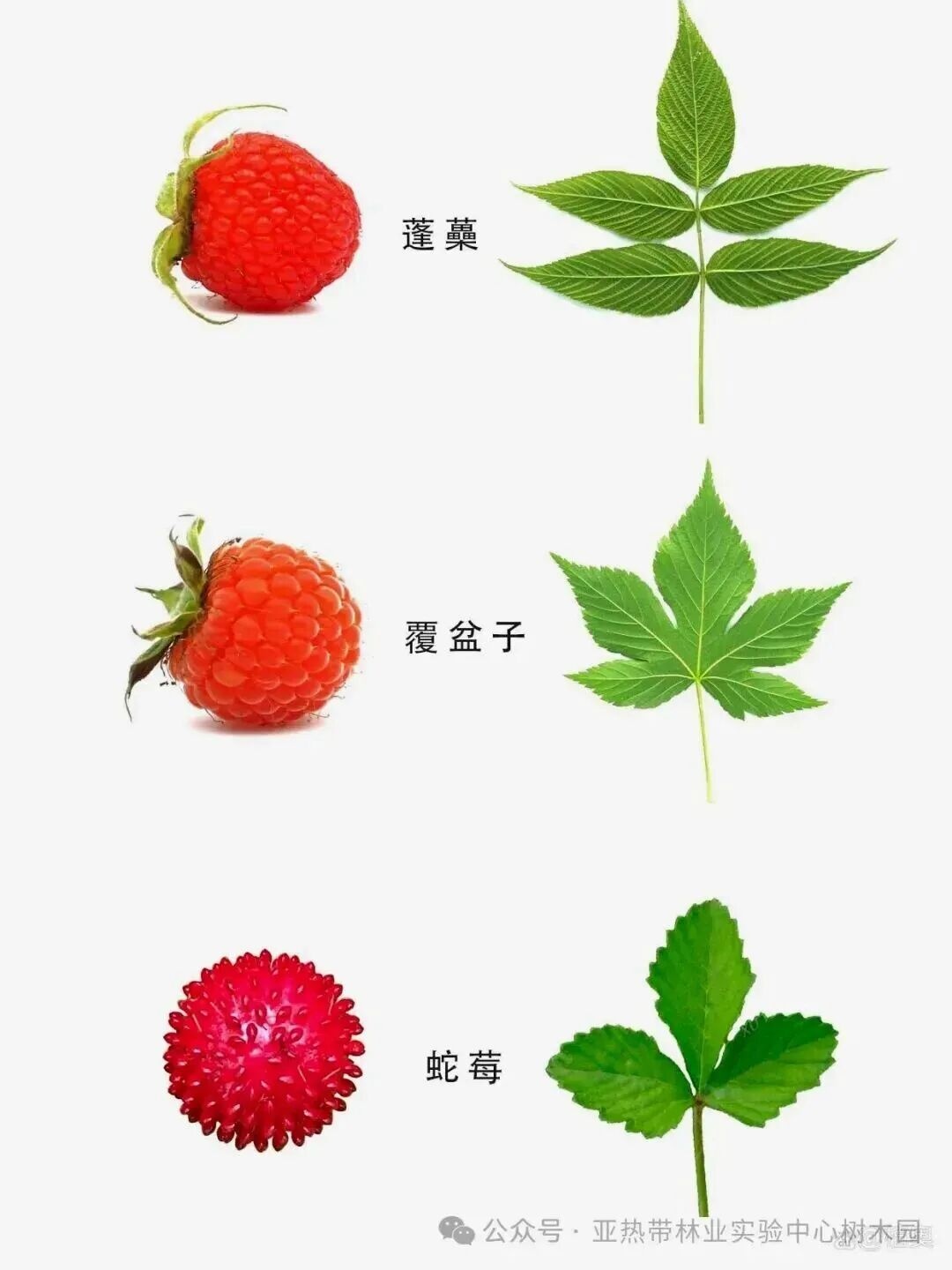 紧急提醒!镇江路边这种“红果”要当心 紧急提醒!镇江路边这种“红果”要当心