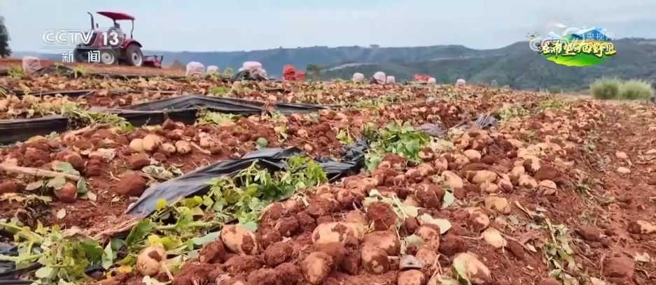 发挥“土”优势 做大“特”品牌 各地特色产业“串起”乡村振兴增收链 发挥“土”优势 做大“特”品牌 各地特色产业“串起”乡村振兴增收链