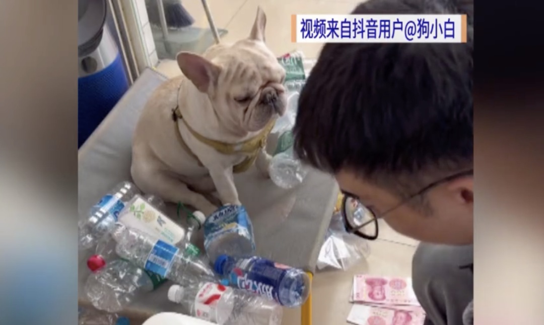 靠捡瓶子赚10万元的小狗，被“毒狗群”盯上！警方已正式介入