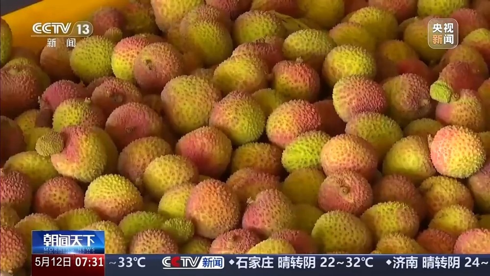 24小时从田间“跑”到货轮 海南荔枝来了场“接力赛”