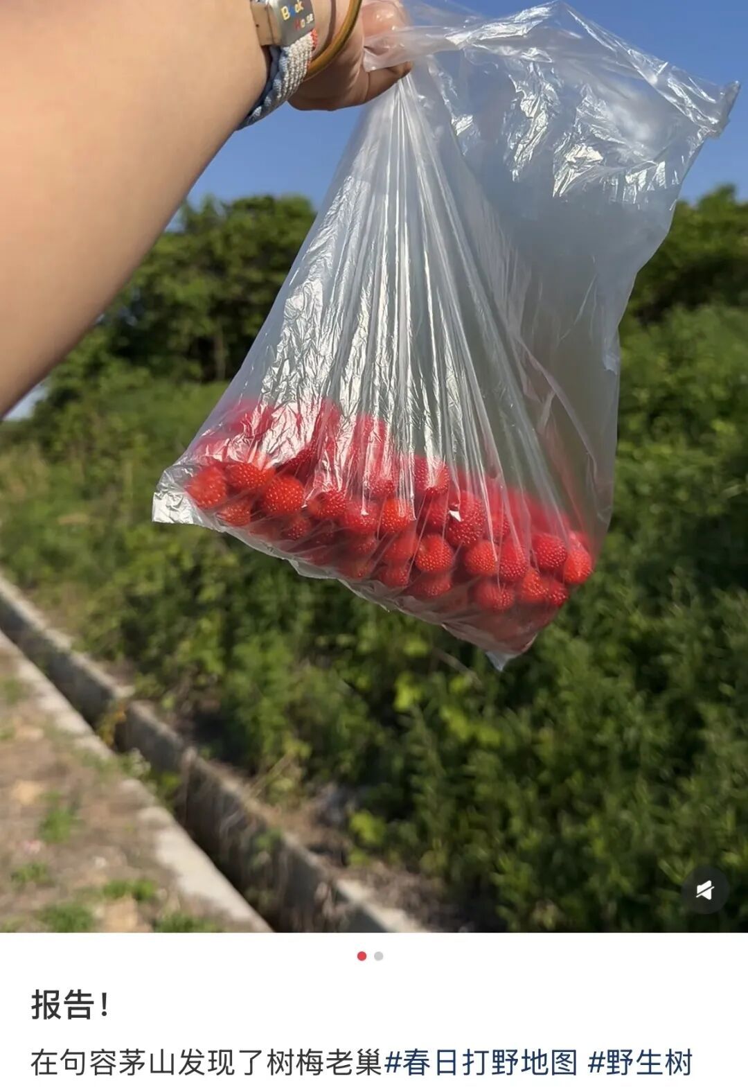 紧急提醒!镇江路边这种“红果”要当心 紧急提醒!镇江路边这种“红果”要当心