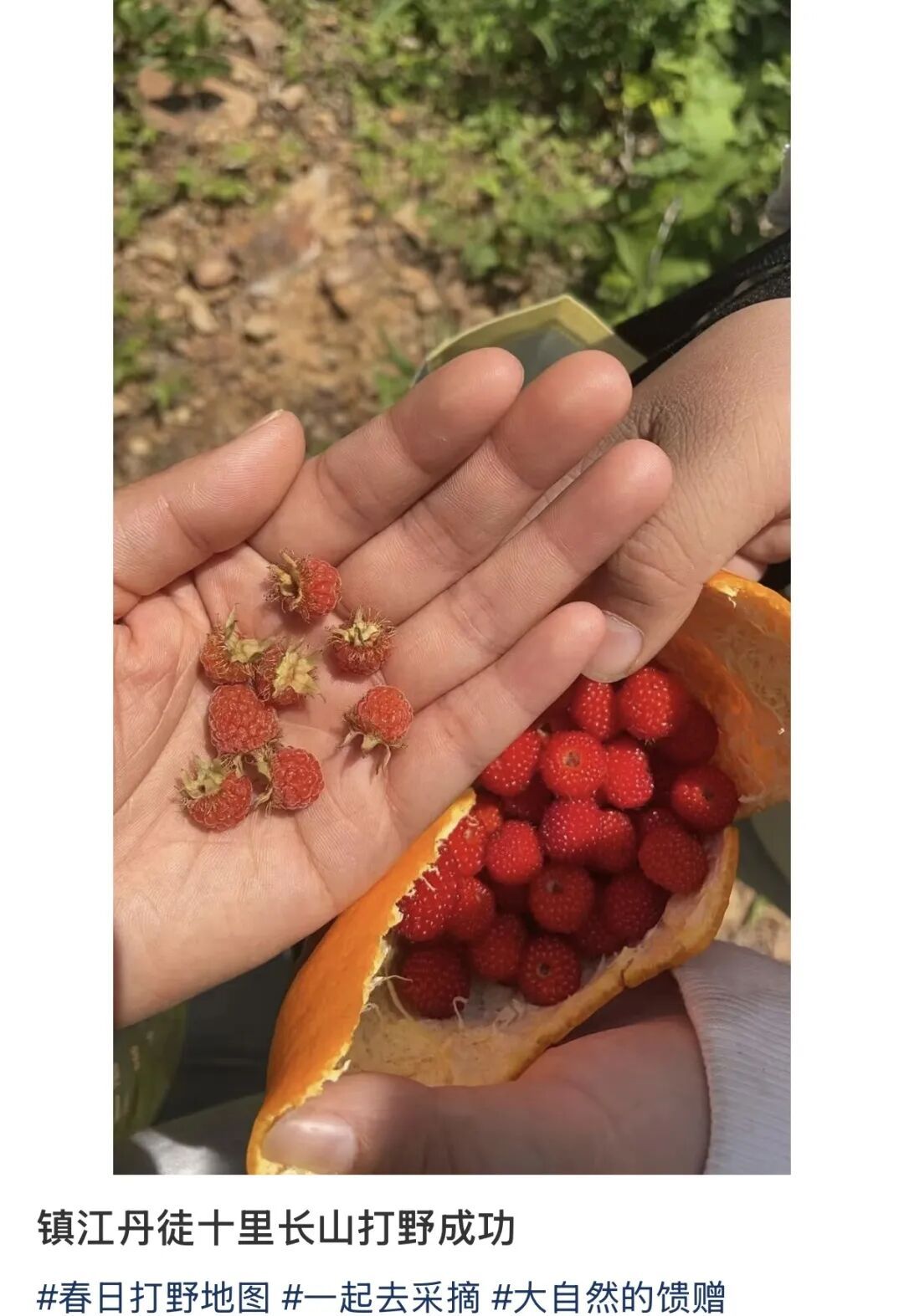 紧急提醒!镇江路边这种“红果”要当心 紧急提醒!镇江路边这种“红果”要当心