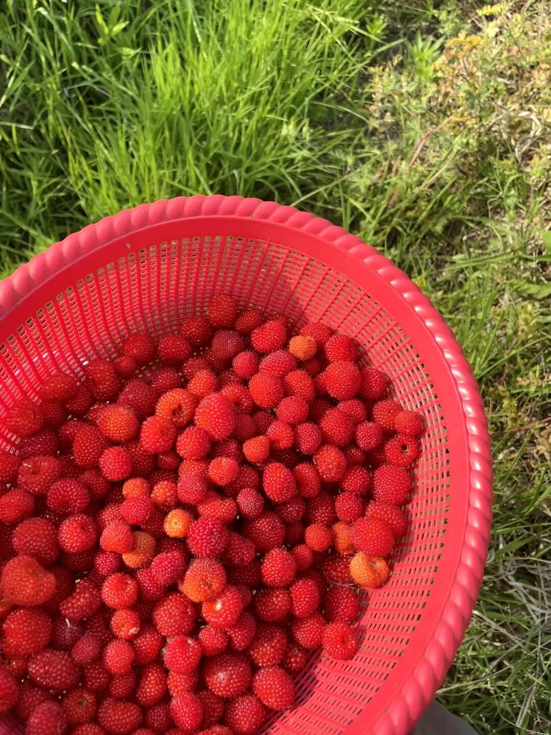 紧急提醒!镇江路边这种“红果”要当心 紧急提醒!镇江路边这种“红果”要当心