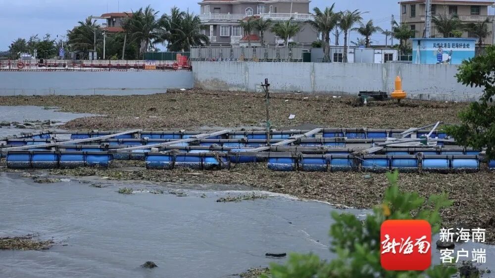 大量腐烂、异味扰民……海口北港岛水葫芦泛滥，专家建议→