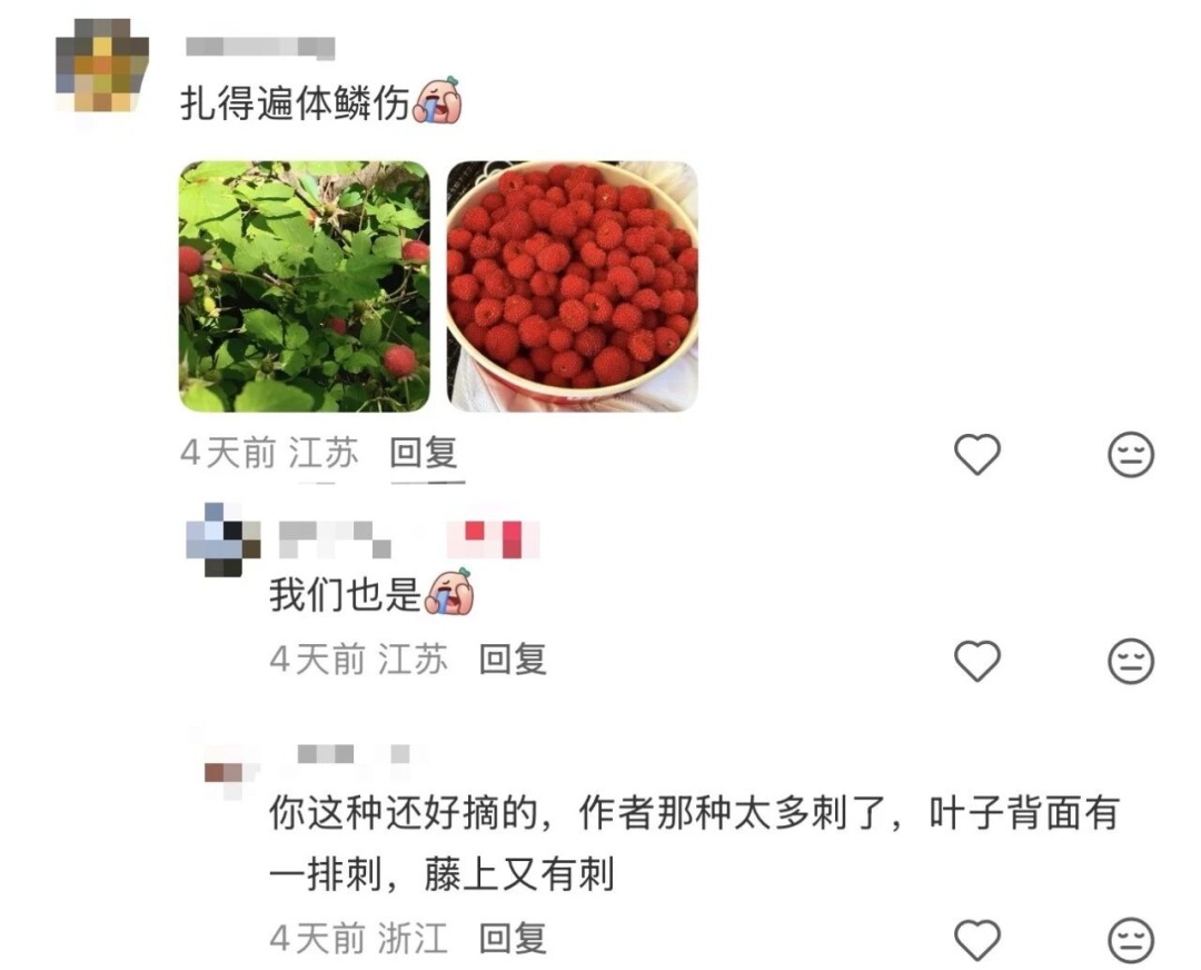 紧急提醒!镇江路边这种“红果”要当心 紧急提醒!镇江路边这种“红果”要当心