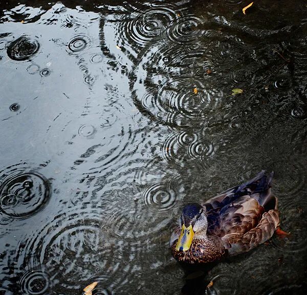 为什么下雨时，鸭子就在雨中“傻”站着一动不动？