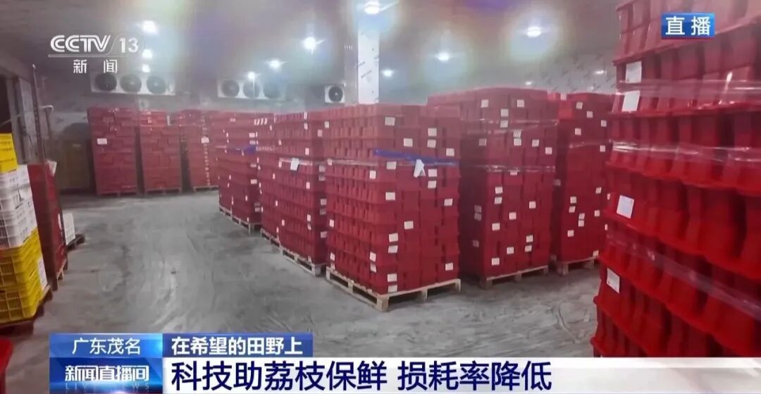 从赏花到收获，广东荔枝开启“认养”模式