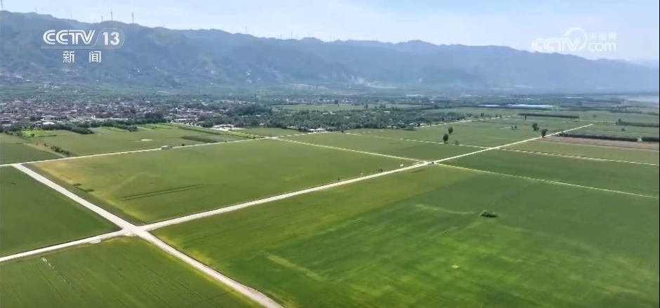 高温干热风来袭 各地科学防范守护小麦“黄金灌浆期”